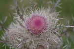 Yellow thistle <BR>Purple thistle